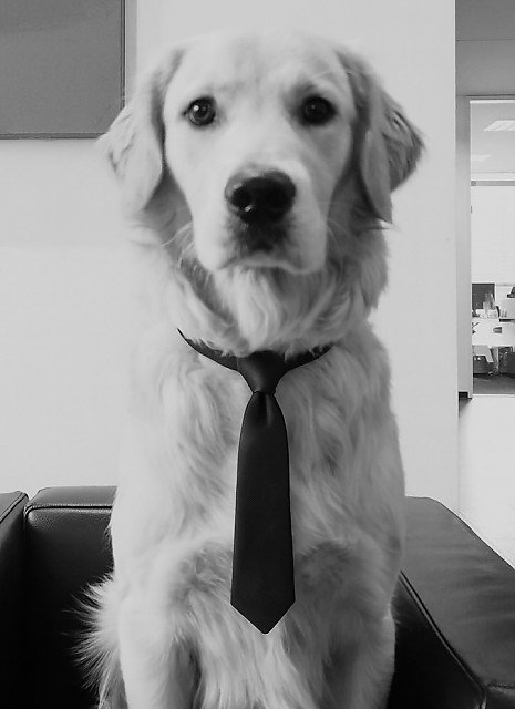 Foto Bürohund "Zizou"