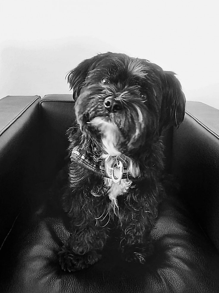 Foto Bürohund "Ben"